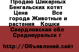 Продаю Шикарных Бенгальских котят › Цена ­ 17 000 - Все города Животные и растения » Кошки   . Свердловская обл.,Среднеуральск г.